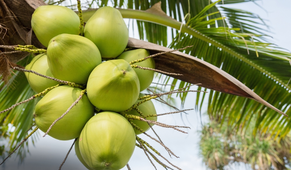 Bizi Água de Coco se destaca por benefícios nutricionais e na saúde cardiovascular