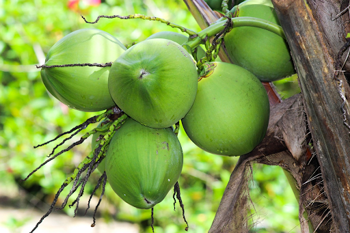 Nutrientes presentes na Bizi Água de Coco fortalecem o sistema imunológico