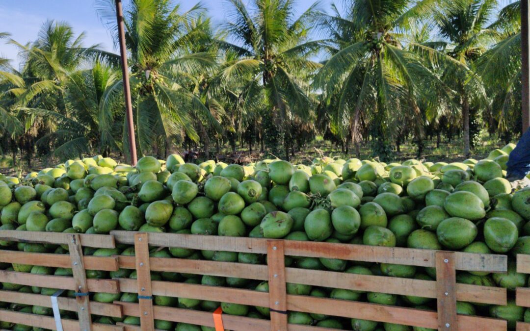 A essência do coco: por que essa fruta é especial em cada garrafinha de Bizi